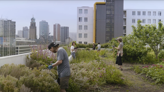 Groene daken: de toekomst van steden