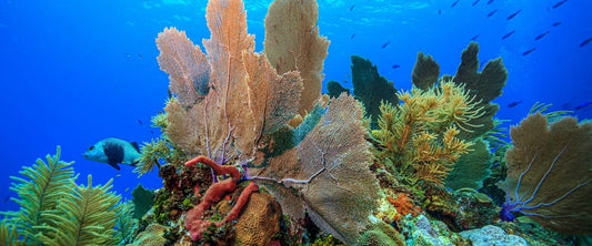 Een diepe duik in het Reef Renewal Project in Bonaire